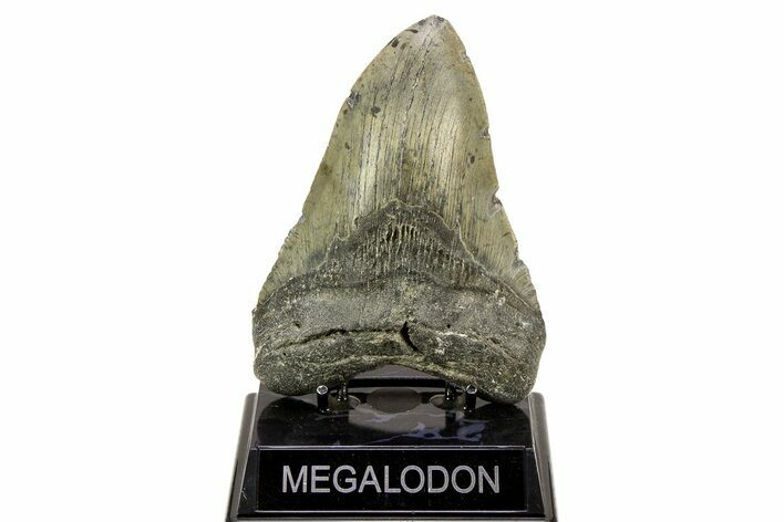 Serrated, Fossil Megalodon Tooth - Huge NC Meg #308471